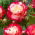 Storblomsteret rose - lyserød-hvid - potteplante - 