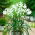 Nerine - Alba