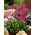 Dodecatheon, Chụp sao hồng - củ / củ / rễ - Dodecatheon meadia