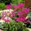 Dodecatheon, Chụp sao hồng - củ / củ / rễ - Dodecatheon meadia