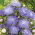 Valko-sininen pioni-aster - 500 siemeniä - Callistephus chinensis - siemenet