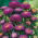 Lilla pompom-lilleline aster - 500 seemnet - Callistephis chinensis - seemned
