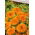 Calendula - Orange Gem - Calendula officinalis - Fiori compatti, colore che dura tutta l'estate - Semi Freschi
