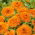 Calendula - Orange Gem - Calendula officinalis - Fiori compatti, colore che dura tutta l'estate - Semi Freschi