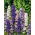 Ridderspore - Pacific Giant - blanding - Delphinium x cultorum - Høje spir, sommerlang vitalitet - Friske frø