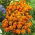 Kisvirágú bársonyvirág - Fiesta - Tagetes patula - Mahagóni-sárga virágok, fonálféreg-riasztó - Friss vetőmagok
