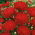 Aster - Paeony - Stanisław - Callistephus chinensis - Tall with Bold Carmine Red Blooms - Fresh Seeds