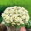 Chrysanthemum parthenium - Reunuspietaryrtti - Snowball - siemenet