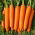 Carota - Nantaise 2 - Croccante e dolce, maturazione medio-precoce - Semi Freschi