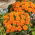 Francoski ognjič "Tangerine" - nizka rastoča sorta, cvetovi pomaranče - 315 semen - Tagetes patula nana  - semena