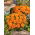 Francoski ognjič "Tangerine" - nizka rastoča sorta, cvetovi pomaranče - 315 semen - Tagetes patula nana  - semena