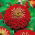 Zinnia à fleurs de Dahlia - Jowita - Zinnia elegans - Fleurs rouges audacieuses, floraison longue durée - Graines fraîches