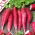 Ramolaccio - Ostergruß Rosa 2 - Raphanus sativus - Radici allungate, gusto intenso - Semi Freschi