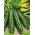 Zucchino - Coucourzelle - Striato, cespuglioso, aromatico e croccante - Semi Freschi