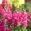 Common snapdragon "Samurai" - tall, pink variety