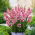 Львиный зев большой The Rose - розовый - Antirrhinum majus - семена