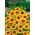 Coreopsis - Bicolor - Coreopsis tinctoria - Marrón dorado, perfecto para arreglos - Semillas frescas