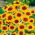 Coreopsis - Bicolor - Coreopsis tinctoria - Marrón dorado, perfecto para arreglos - Semillas frescas