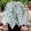 Caladium - Candidum - wit; olifantenoor, hart van Jezus, engelenvleugels