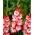 Gladiolus Pink Lady – 5 pcs