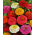 Zinnia "Kobold" - variety mix - 108 seeds