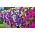 Petunia pendula - variada - Petunia hybrida pendula - Cascadas de flores - Semillas frescas