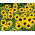 ดอกทานตะวันแคระประดับ "Bambino" - Helianthus annuus - เมล็ด