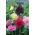 Malva real - Majorette - mix - Althaea rosea - semillas