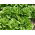 Romaine lettuce 'Valmaine' - kaya akan vitamin C dan A - Lactuca sativa - Valmaine - biji