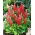 Lupine - Rood - Red - Lupinus hybridus
