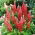 Lupine - Rood - Red - Lupinus hybridus