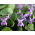 달콤한 바이올렛, 영어 바이올렛 씨앗 - 비올라 odorata - 120 씨앗 - Viola odorata