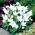 Platycodon, ballonblomst - hvid; Kinesisk klokeblomst