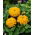 Dwarf garden zinnia "Dwarf" - yellow - 90 seeds