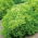 レタス "Rekord"  - 縮れた葉 -  900粒 - Lactuca sativa var. foliosa  - シーズ