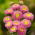Princess aster "Sandra" - pink - 225 biji - Callistephus chinensis 