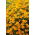 Tagetes - Sammets - Talizman - apelsin - Tagetes patula L. - frön