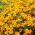 Tagetes - Sammets - Talizman - apelsin - Tagetes patula L. - frön