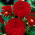 Dália - vermelho - Dahlia