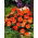 Fließige Lieschen - orange; Balsam, Sultaninen, Impatiens