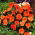 Fließige Lieschen - orange; Balsam, Sultaninen, Impatiens