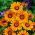 Ursinia anthemoides - 144 semi