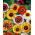 Chrysanthemum carinatum - Frohe Mischung - mix - semi