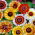 Chrysanthemum carinatum - Frohe Mischung - mix - semi