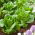 Салат римский - Little Gem - 360 семена - Lactuca sativa L. var. longifolia