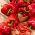 BIO Paprika - Zertifiziertes Bio-Saatgut