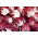 Cikorija Palla Rossa 3 sjemena - Cichorium intybus - 360 sjemenki - Cichorium intybus var. Foliosum - sjemenke
