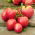 Tomaatti - Pink Oxheart - 50 siemenet - Lycopersicon esculentum Mill