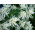 Zăpadă pe semințe de Munte - Euphorbia marginata - 15 de semințe