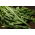 Cikória "Spadona"; Radicchio - 2880 mag - Cichorium intybus ‘Spadona' - magok